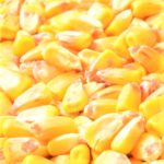 grains de maïs