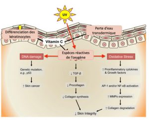Schéma de l'action de la vitamine C sur la peau