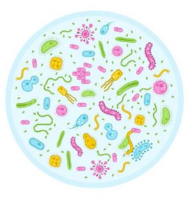 schéma microbiote vaginal