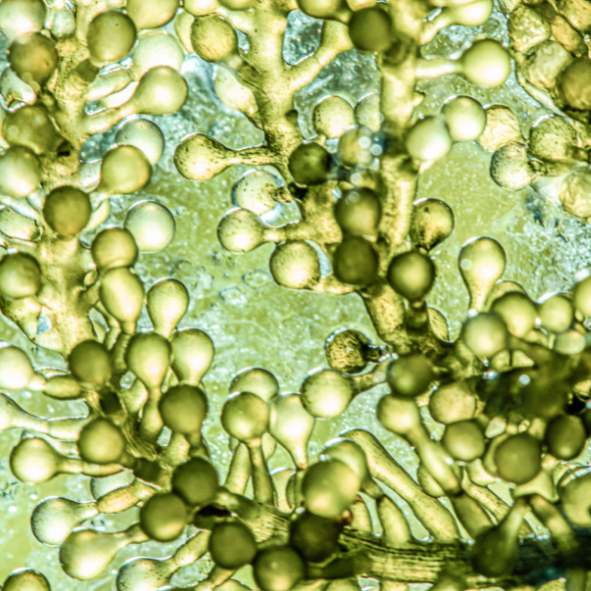 extrait microalgues vertes